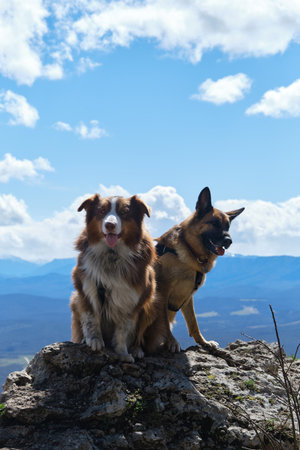 Hiking in mountains with two dogs. Australian and German Shepherd sit next to cliff edge in early spring. Nature of North Caucasus, pets actively and energetically spend time outside.の写真素材
