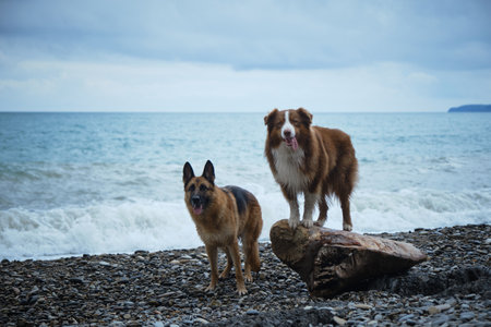 Walking with pets on sea coast. Two domestic purebred dogs pose on log near sea. Australian and German Shepherd stand side by side on pebble beach. front view.の写真素材