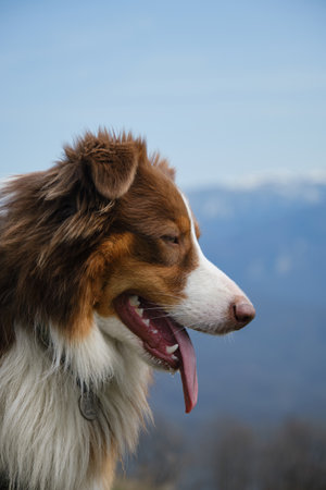 Australian Shepherd dog smiles with tongue sticking out against blue sky and snowy mountain peaks on warm spring day. Portrait in profile outside. Traveling concept and hiking in mountains with dog.の写真素材