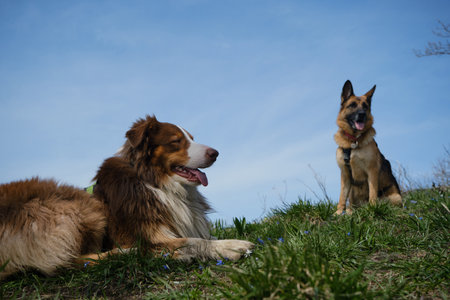 Traveling concept and hiking in mountains with dogs. German and Australian Shepherd dogs are resting...