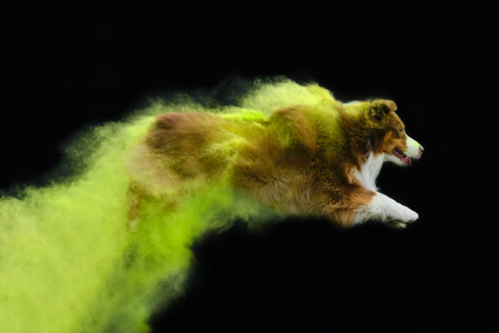 Brown Australian Shepherd with green and yellow holi colors jumps on black background. Aussie red tricolor full-length portrait in motion. side view. Plumes of colored smoke and beautiful dog.の写真素材