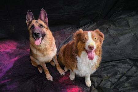 German and Australian Shepherd with colorful Holi colors on faces sit together on black fabric...