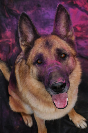 German Shepherd with pink and purple holi colors on face sits on black fabric background and looks up smiling. Portrait of dog top view. Beautiful active dog poses at photo shoot with paints.の写真素材