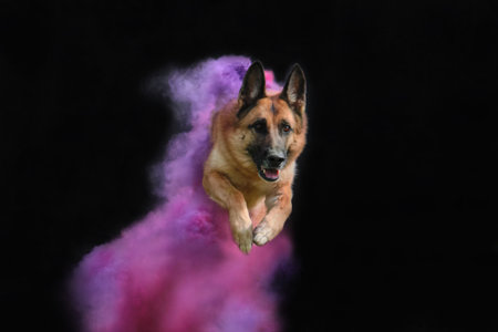 German shepherd in pink and purple holi colors jumps on black background. Clouds of multicolored...