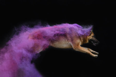 German shepherd in pink and purple holi colors jumps on black background. Portrait of full length dog in motion. side view. Clouds of multicolored smoke and beautiful purebred dog.の写真素材