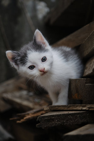 One small gray white street kitten is climbing up on boards in garden, froze and looks ahead with big eyes. portrait of young mongrel cat. The concept of the problem of abandoned and unwanted animals.の写真素材