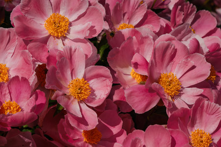 Beautiful fragrant pink peonies with yellow center bloom in garden in spring or summer. Full bloom...
