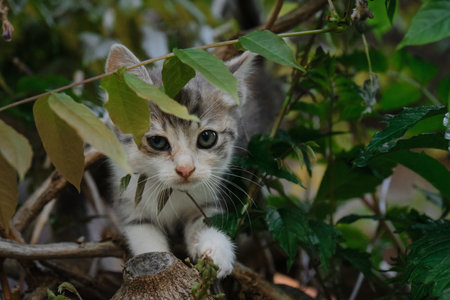 The concept of pets and environment. Charming outdoor tricolor little kitten is playing climbing...