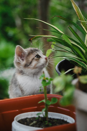 Charming outdoor tricolor little kitten playing with green leaves of plants in the garden. The concept of pets and environment. Beautiful young tricolor cat with big curious eyes.の写真素材