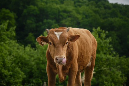 Brown young bull calf walks in summer and licks his nose with tongue. Insects flying around. front...