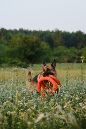 A happy active energetic dog on a walk in the park has fun. Charming red German Shepherd dog plays with a two round rubber toys in a summer field at sunset.の写真素材