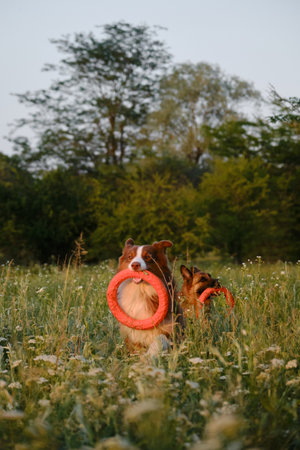 Two adorable dogs play with round rubber toys in summer field at sunset. Happy active energetic...