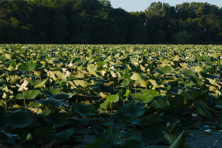 Pink and white flowers and lotus buds and large leaves in a pond in summer at dawn. Beautiful wild water lilies.の写真素材