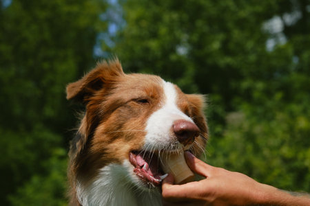 Australian shepherd Dog eating ice cream and enjoying it in a very hot summer day. Hand of male pet owner holds ice cream for the dog. The concept of harmful and sweet food for petsの写真素材
