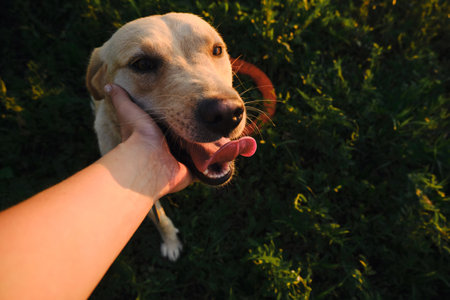 Active walk outside with a dog in the park in summer at sunset. Female owner strokes a labrador in the field with hand. view from above. Happy crazy dog face. Animal body languageの写真素材