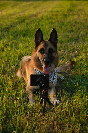Concept pets look like people. Dog professional photographer with vintage film photo camera on tripod. German Shepherd in green grass at sunset in summer. Dog wears white bandana with pawsの写真素材