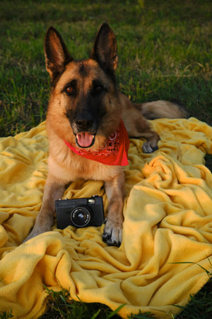 Concept pets look like people. Dog professional photographer with vintage film photo camera. German Shepherd lies on yellow blanket at sunset in summer. Dog wear red bandana. top viewの写真素材
