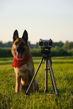 Concept pets look like people. Dog professional photographer with vintage film photo camera on tripod. German Shepherd wears red bandana at sunset in summer. front viewの写真素材