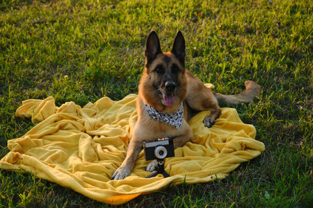 Concept pets look like people. Dog professional photographer with vintage film photo camera on tripod. German Shepherd lies on yellow blanket at sunset in summer. Dog wears white bandana with pawsの写真素材
