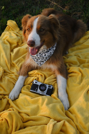 Concept pets look like people. Dog is a professional photographer with a vintage film photo camera. Brown Australian Shepherd lies on yellow blanket at sunset in summer. Aussie red tricolor outsideの写真素材