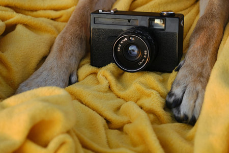 Red paws of a dog on a yellow plaid with a retro photo camera. Vintage camera and German Shepherd professional photographer. close-up view. vintage film photography equipmentの写真素材