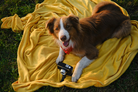 Concept pets look like people. Dog professional photographer with vintage film photo camera. Brown Australian Shepherd lies on yellow blanket at sunset in summer. Aussie red tricolor outsideの写真素材