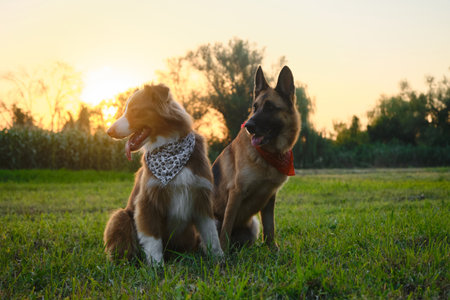 Concept pets have fun in summer outside walking in park. Two dogs in the field at sunset. Beautiful warm contour light, golden hour. Australian and German Shepherds travel, wear bandanasの写真素材
