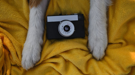 White paws of a dog on a yellow plaid with a retro photo camera. Vintage camera and Australian Shepherd professional photographer. close-up view. vintage film photography equipmentの写真素材