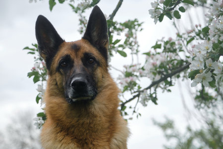 Dog posing near apple trees in garden. Red and black German Shepherd in the spring at the flowers. Beautiful portrait of a pet outside in nature greeting cardの写真素材