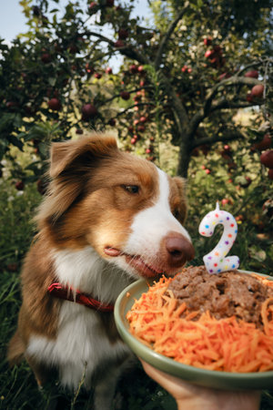 Pet's birthday party. A brown Australian Shepherd sits in the garden next to an apple tree and a birthday cake with meat and carrots. Aussie dog celebrates 2 yearsの写真素材