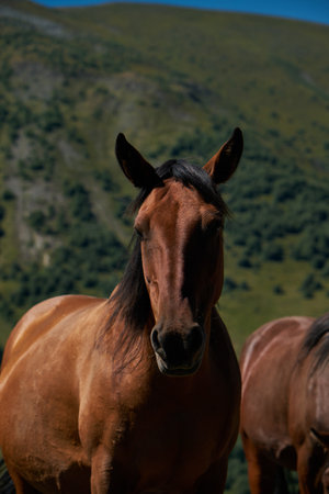 Stepantsminda village, Kazbegi. Trip to Georgia. Beautiful free mountain horse, close-up portrait. A brown stallion with kind eyesの写真素材