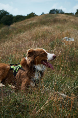 Hiking with a dog. A tourist trip to Georgia with a pet, the nature of the Algeti National Park. Australian Shepherd is resting while walking in the mountains. Aussie cute brown puppy travelerの写真素材