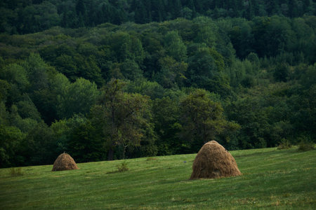 Beautiful idyllic landscape. A tourist trip to natural places of Georgia, the Caucasus. Algeti National Park. Haystacks on a green field - harvesting food for the winter on a cattle farmの写真素材