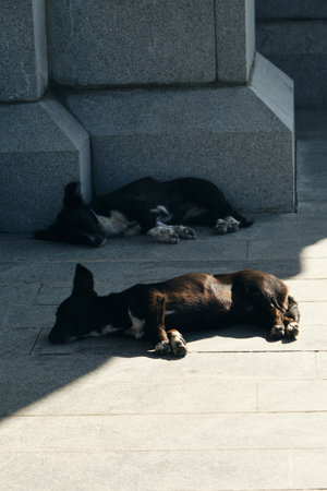 Two stray mongrel dogs are chipped, with tags in their ears, lying asleep in the center of Tbilisi and basking in the sun. The problem of abandoned and unwanted petsの写真素材