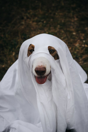 The dog dressed up and celebrates Halloween as a person. A Brown Australian shepherd in a ghost costume made of a white sheet. Trick or treat concept. Top view. Happy aussie puppyの写真素材