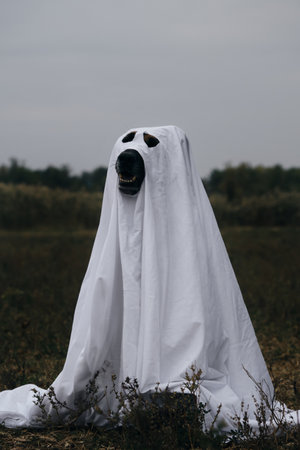 The dog dressed up and celebrates Halloween as a person. A German shepherd in a ghost costume made of a white sheet. Trick or treat concept, Front viewの写真素材