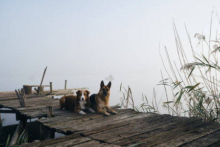 Two beautiful purebred dogs lie on a wooden pier on a foggy autumn morning over a lake or river....