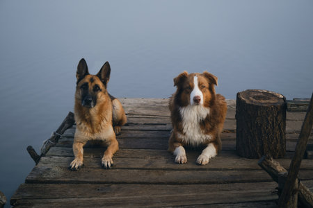Two beautiful purebred dogs lie on a wooden pier on a foggy autumn morning over a lake or river. German and Australian Shepherd travelers. A trip and adventures with pets. Peaceful landscapeの写真素材