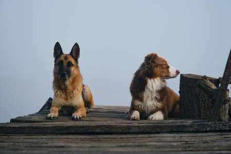 Two beautiful purebred dogs lie on a wooden pier on a foggy autumn morning over a lake or river....