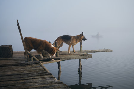 Two beautiful purebred dogs walk on a wooden pier on a foggy autumn morning over a lake or river. German and Australian Shepherd travelers. A trip and adventures with pets. Peaceful landscapeの写真素材