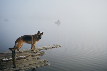 Dog stands on wooden pier on a foggy autumn morning over a lake or river. German Shepherd poses standing on the edge of the bridge. Peaceful landscape. Behind the silhouette of a fisherman in a boatの写真素材