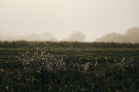 Dew on cobweb on blurred background of plants in the autumn. Spider web with water drops in morning sunrise. Concept of nature and the environment in the fields in the villageの写真素材