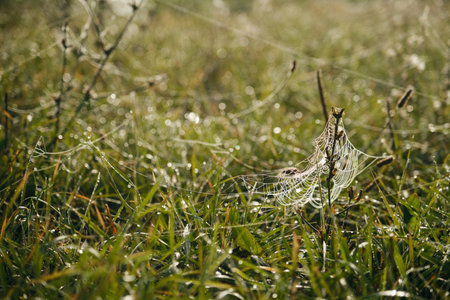 Dew on cobweb on blurred background of plants in the autumn. Spider web with water drops in morning sunrise. Concept of nature and the environment in the fields in the villageの写真素材
