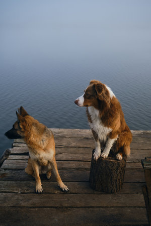Two beautiful purebred dogs sit on a wooden pier on a foggy autumn morning over a lake or river. German and Australian Shepherd travelers. A trip and adventures with pets. Peaceful landscape, Top viewの写真素材