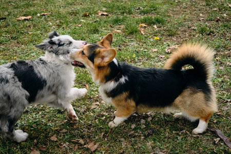Gray merle blue-eyed border collie puppy with Welsh corgi Pembroke tricolor. Two happy dogs met on a walk in the park. Friendly pets outside play togetherの写真素材