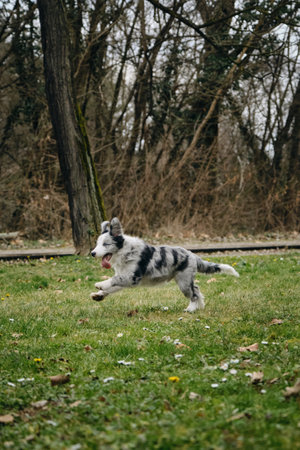 Charming blue-eyed border collie puppy gray Merle color runs through the park on the green grass in spring. Happy active young dog movement phaseの写真素材