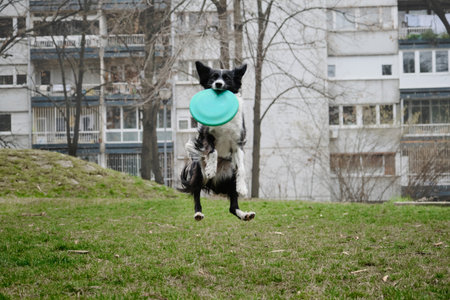 A black and white border collie jumps and catches a flying saucer in the air in the courtyard of an apartment building in spring. A nimble dog is playing with a disc. Front viewの写真素材