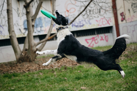 A black and white border collie jumps and catches a flying saucer in the air in the courtyard of an apartment building in spring. A nimble dog is playing with a disc. Side viewの写真素材