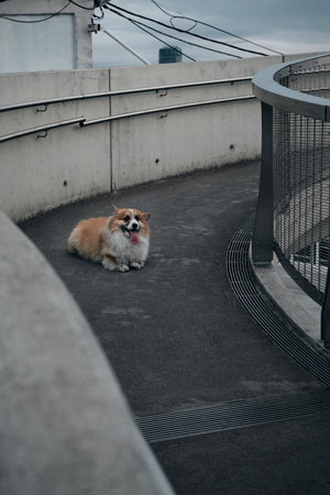 Charming red fluffy Welsh corgi Pembroke is like a fox. A purebred happy dog lies and poses on an unusual bridge in the center of Belgradeの写真素材