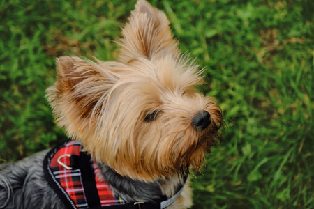 A charming fluffy Yorkshire terrier stands in a green clearing in a red plaid vest and poses. A cute decorative dog on a walk in the spring park. Portrait close-up view from aboveの写真素材